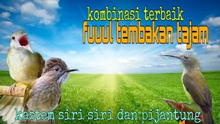 Masteran kombinasi terbaik ❗ kastem siri siri dan pijantung 🔥