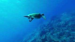 10 TOP Natural History Moments | Charm Collection Video