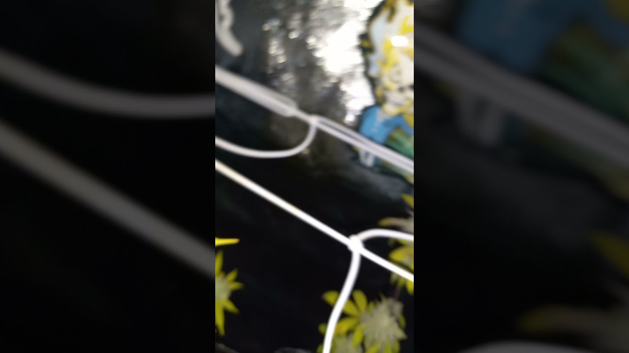 tropical Runtz from exotic genetic Mike & STACK13 CLONES