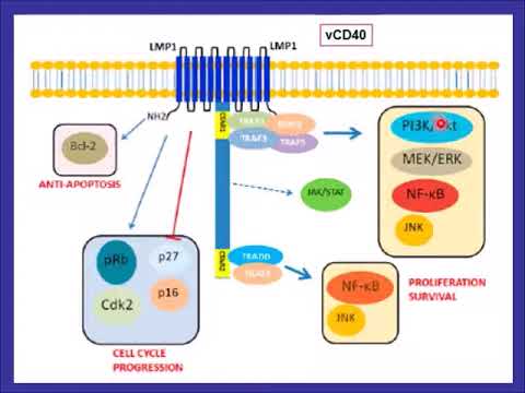 Vídeo: Papel De HTLV-1 Orf: Codifiqué Proteínas En La Transmisión Y Persistencia Viral