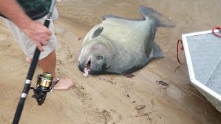 GIANT PIRANHAS Discovered In Amazon