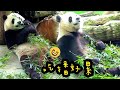 圓寶吃竹葉，吃著吃著就躺平，圓寶說：偶累了，休息一下|熊貓貓熊The Giant Panda Yuan Yuan and Yuan Bao|台北市立動物園