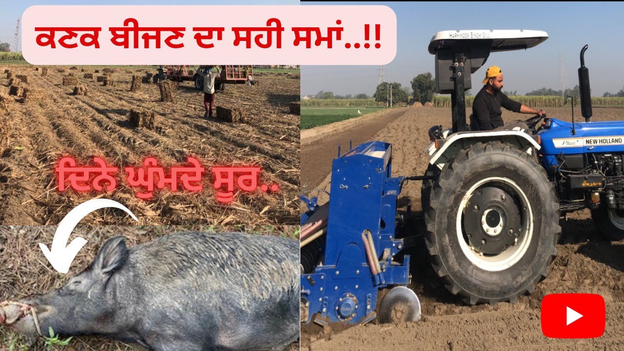 Kanak bijan da sai time te seed | Bedaar hoke ghumde soor 🐗 | Gill farm | 