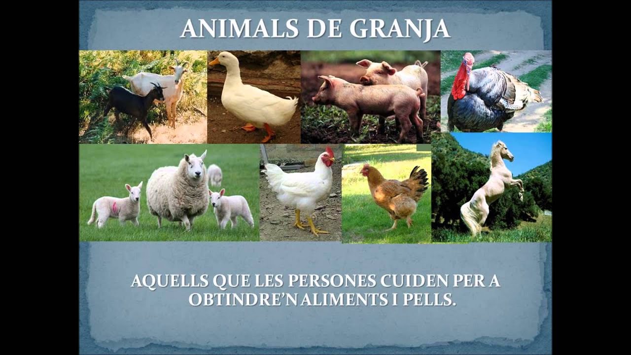 Tipus d'animals