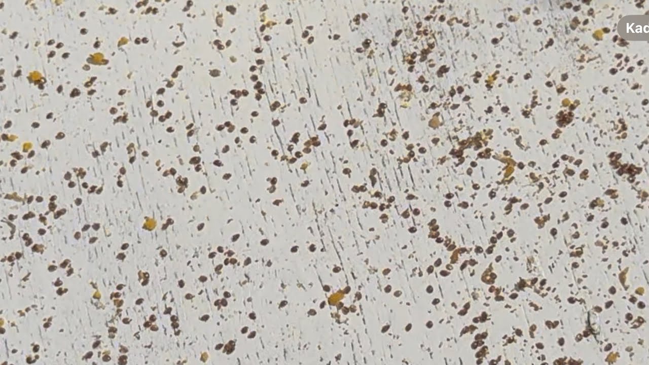 HDR 5-23. Weryfikacja osypu Varoa, co skuteczne na szerszenie ?