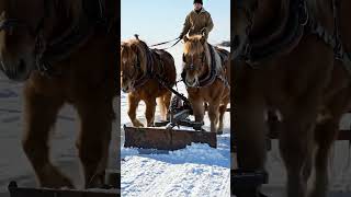 #horse #snowride #viralvideo #travel #nature #ai #youtubeshorts #subscribe
