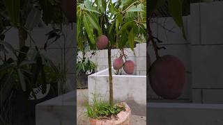 Red Palmar Mango. #fruit #garden #mango #shortsfeed #shortsvideo