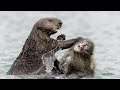 Otter Vs Monkey - Who Will Win In River Battle ?