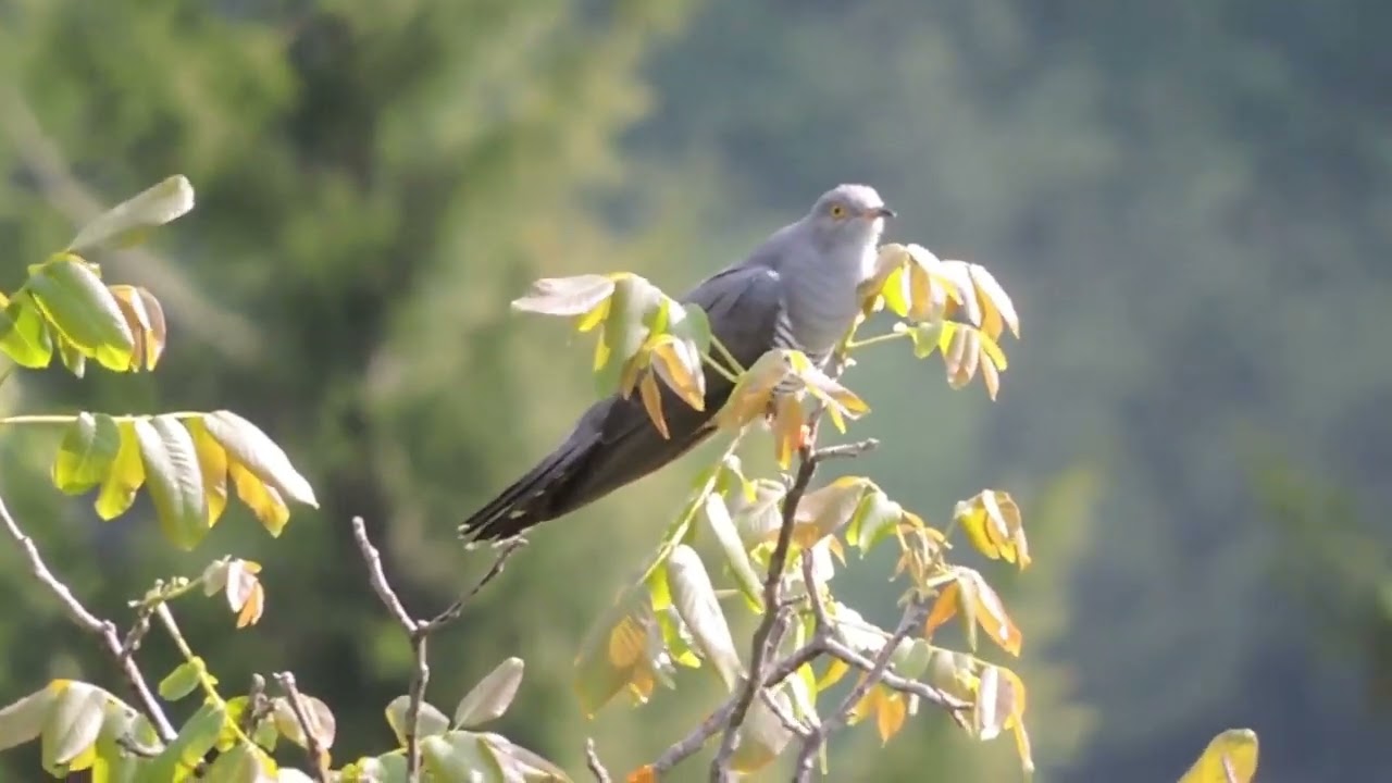 Обыкновенная кукушка   Cuculus canorus