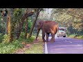 Elephant Attack Phobia In Lataguri Road.