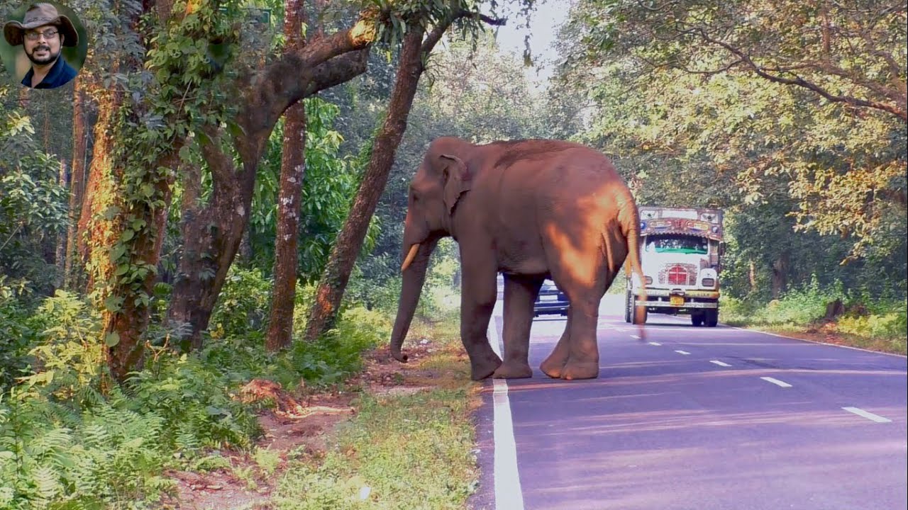 Elephant Attack Phobia In Lataguri Road. YouTube