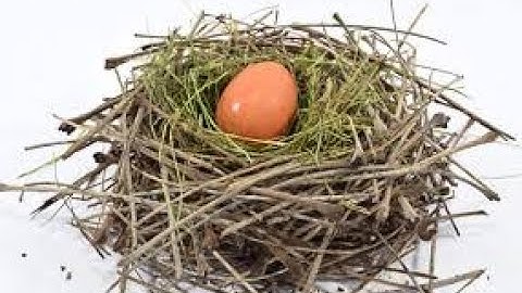 birds and their nests part 2