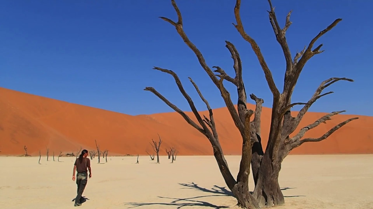 Deadvlei scene, desert of Namibia