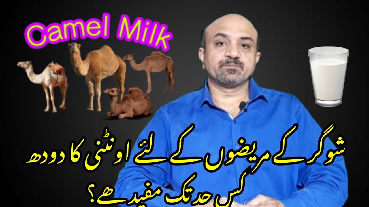 Camel Milk & It's Benefits especially For Diabetics. YouTube