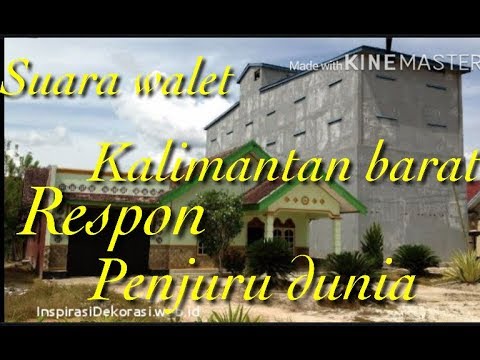 Suara burung walet Kalimantan barat