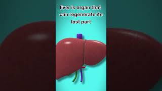 The most powerful organ in humun body that regenerate it self #facts #shorts