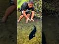 CATCH PREDATOR FISH WITH YOUR EMPTY HANDS❓❗#amazing #handfish #viral  #shorts #trending