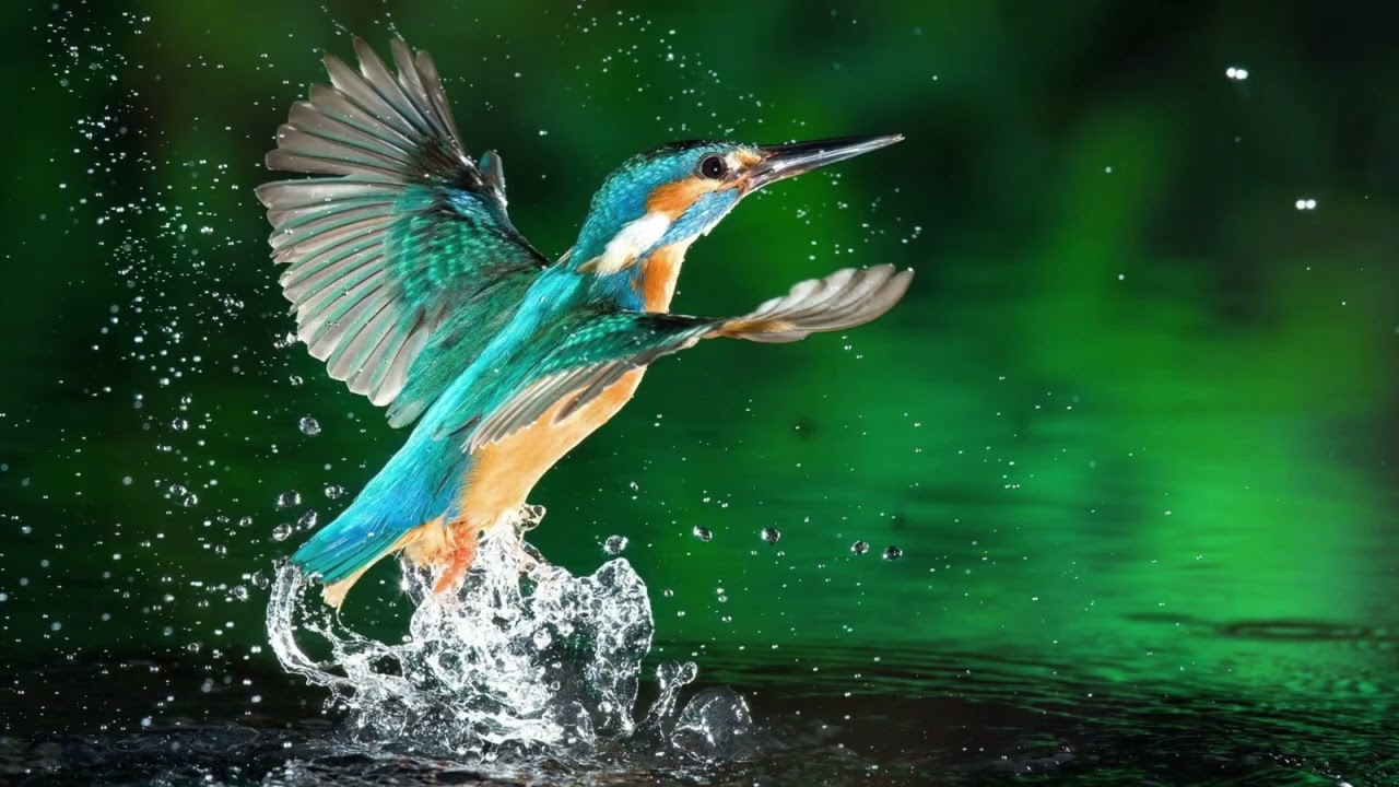 soy el macehual- canto medicina