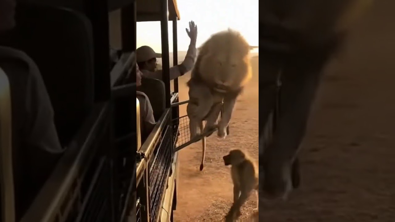 The CRAZY Moment a Lion Jumps on a Jeep 