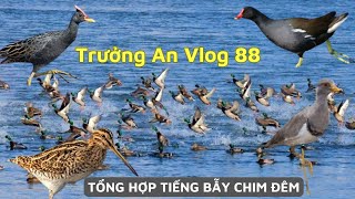 Tổng hợp tiếng chim bẫy đêm