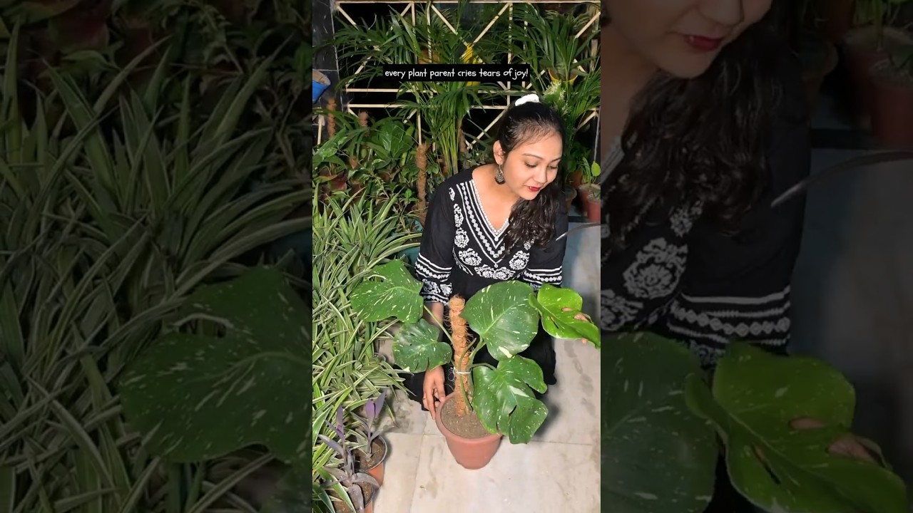 1 unfurled leaf = 1 happy plant mom🌿Tears of joy, sponsored by my garden🌱✨