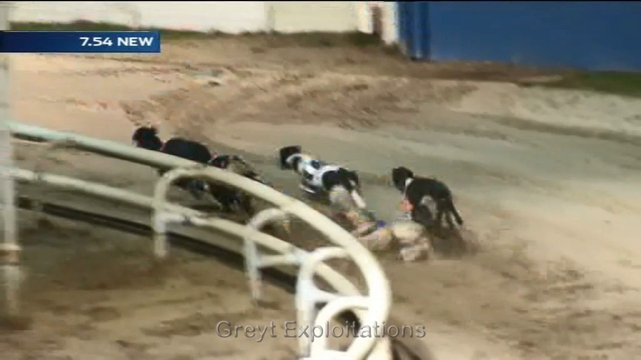 5 dogs injured in one day at Newcastle dog track YouTube