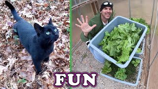 Squeak the CAT and Cold Weather Garden Harvest