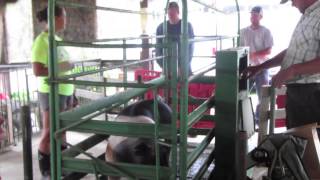 Steuben County 4-H Fair