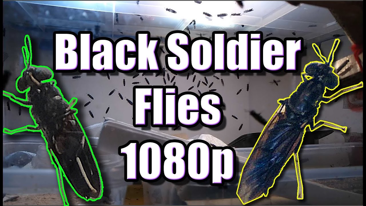 MASSIVE LIVE WEBCAM BSF (Black Soldier Fly flies) Livestream 1080p 60fps