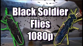 MASSIVE LIVE WEBCAM BSF (Black Soldier Fly flies) Livestream 1080p 60fps