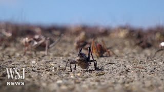 Watch: Invasion of Blood-Red 'Mormon Crickets' Hits Nevada | WSJ News