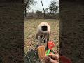 Hanuman video ❣️❣️🍓🍓#bandar#shorts#hanuman#ytshorts #viral#monkey#animals