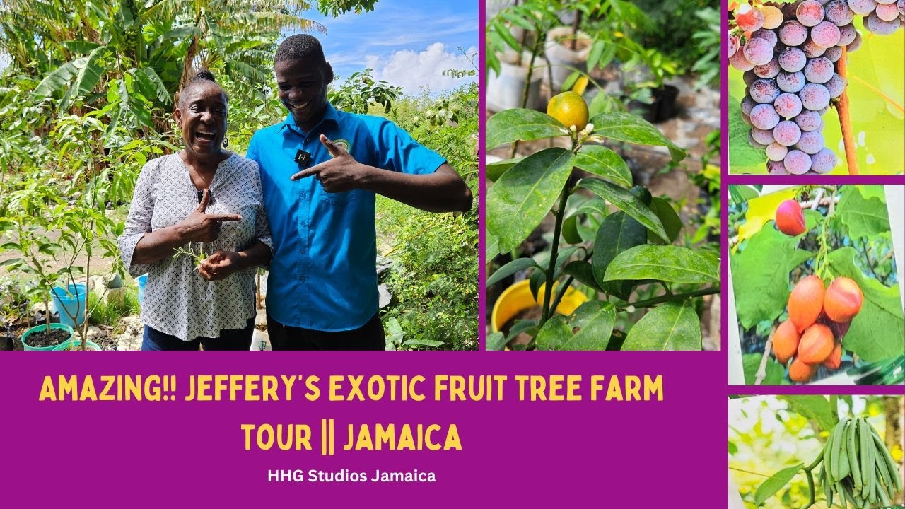 AMAZING!! Jeffery's Exotic Fruit Tree Farm -Tour || JAMAICA