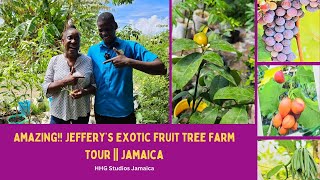 Famous AMAZING!! Jeffery's Exotic Fruit Tree Farm -Tour || JAMAICA Profile