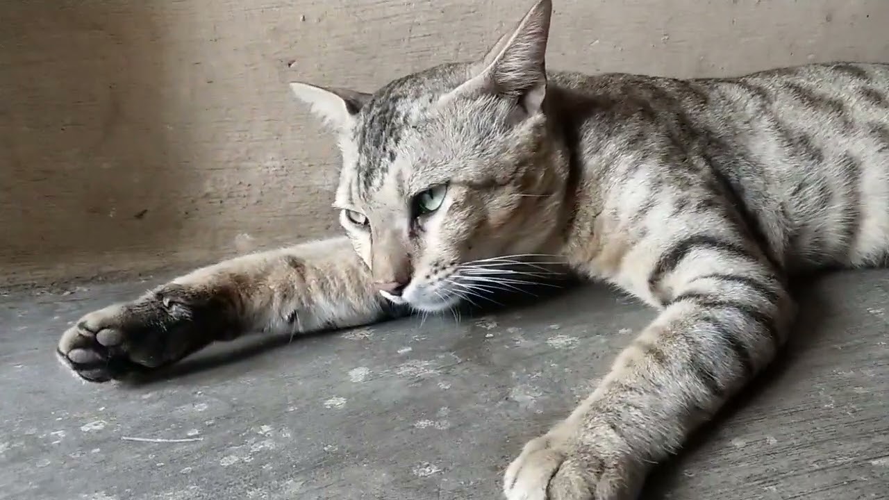 cat breathing fast