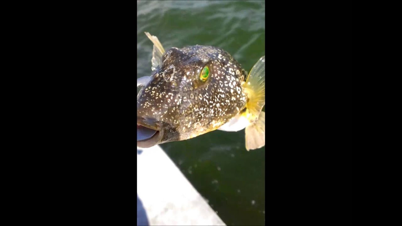 Catching Puffer Fish and Carp YouTube