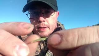 Colorado Tree Identification Pt 1