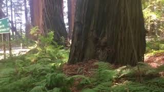 Under the redwood trees