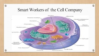 Smart Workers of the Cell Company (Intro to Cell)