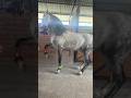 El amigo neto #caballos #caballosdebaile #caballobailador #caballosfinos #
