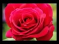 قصيدة البردة علي العنزي