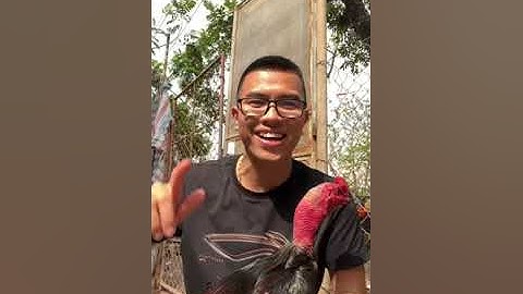 GÀ CHỌI TUẤN CẬN - Cắt Lông Gà Tơ