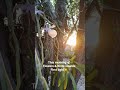 Relaxing Morning Birdsong | Real Countryside Nature Sounds