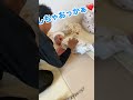 夜勤明けの癒し❤️抱っこまでのタメが長いww#赤ちゃん #夜勤明け #癒し #抱っこ #baby