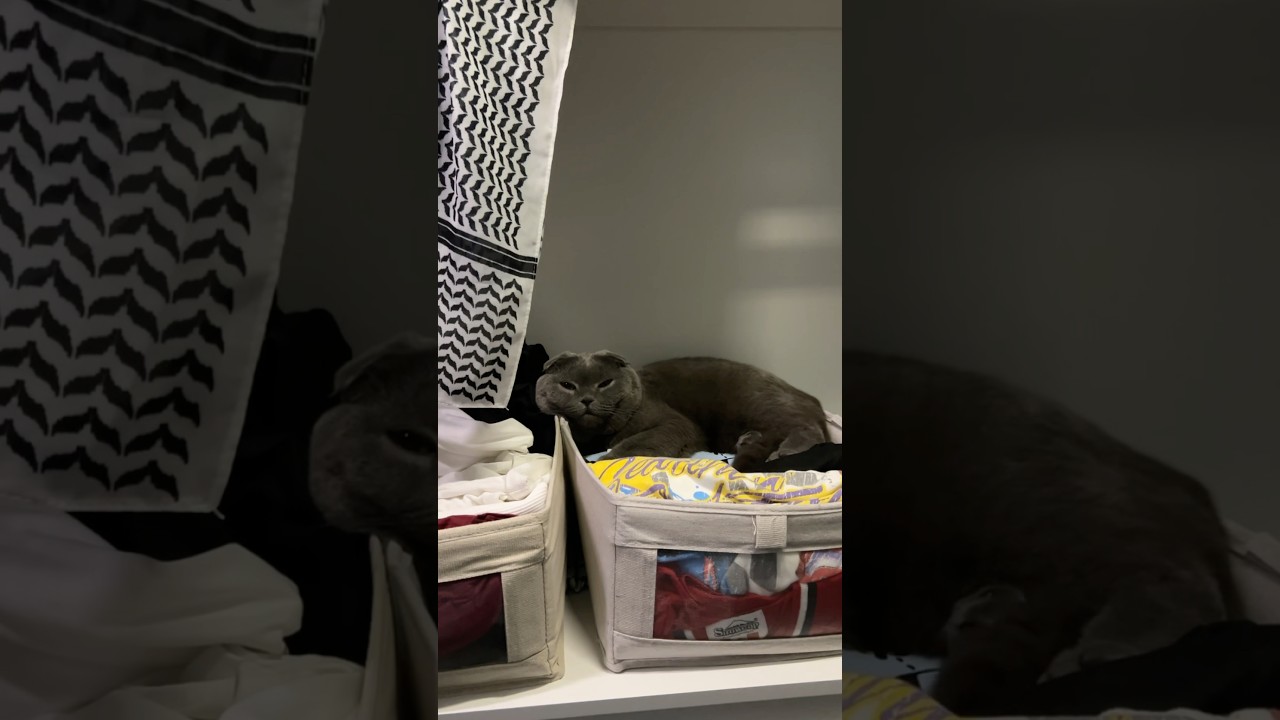 Sister Minnie is sleeping on my clothes #cat #catvideos #funnycatvideos