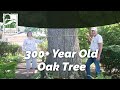 300+ Year Old Oak Tree is Thriving in West Chicago