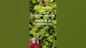 Cỏ xước có tác dụng gì   Ngưu tất nam