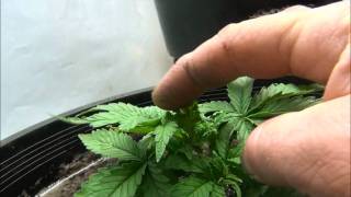 Transplanting the White Russians Part 2 OMMP WeedWizard 12202011