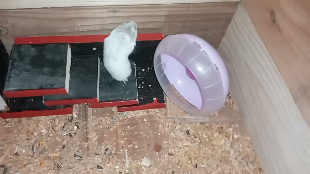 WHITE HAMSTER WITH RED EYES