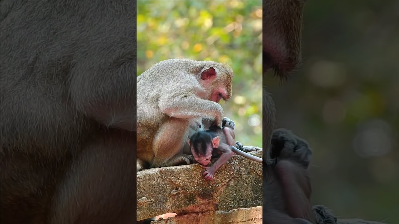 Beyond Bananas: The Rich Diversity of Monkey Lifestyles Primate Paradise: A Deep Dive into the World